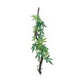 Eco Tech Vine w/Albuliton Growth