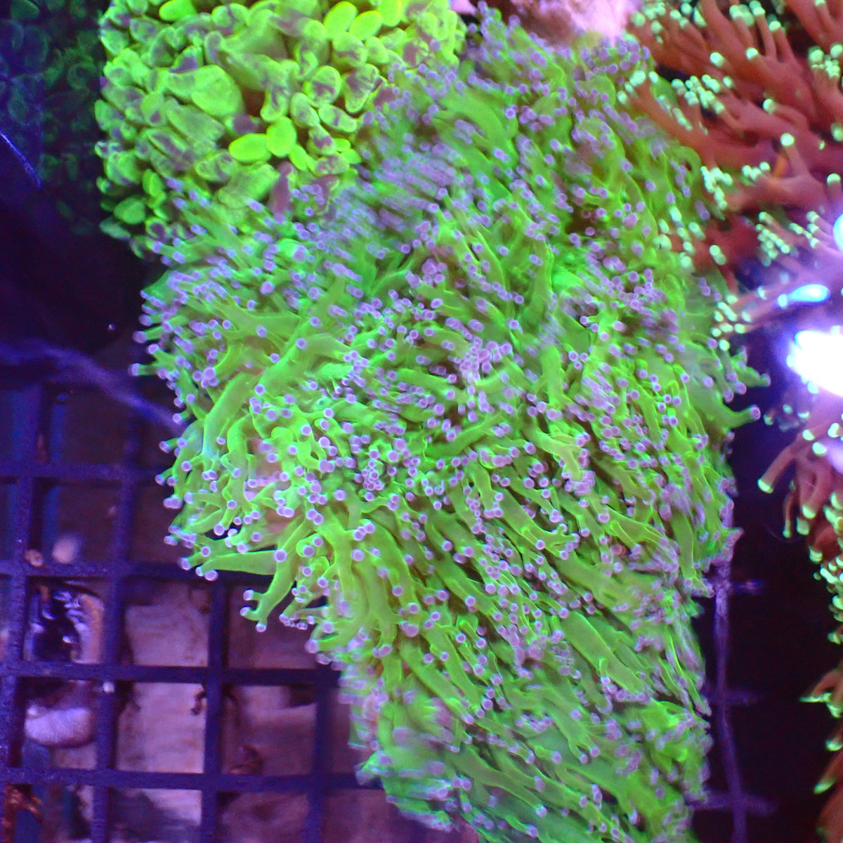 Euphyllia Divisa AA002 | Fimbriaphyllia divisa at ← Red Sea 15k