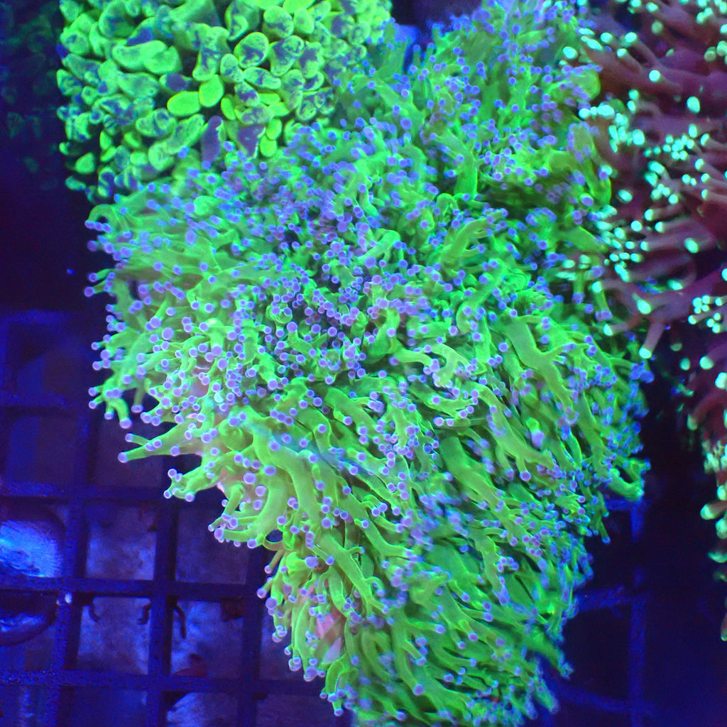 Euphyllia Divisa AA002 | Fimbriaphyllia divisa - Red Sea 20K LED