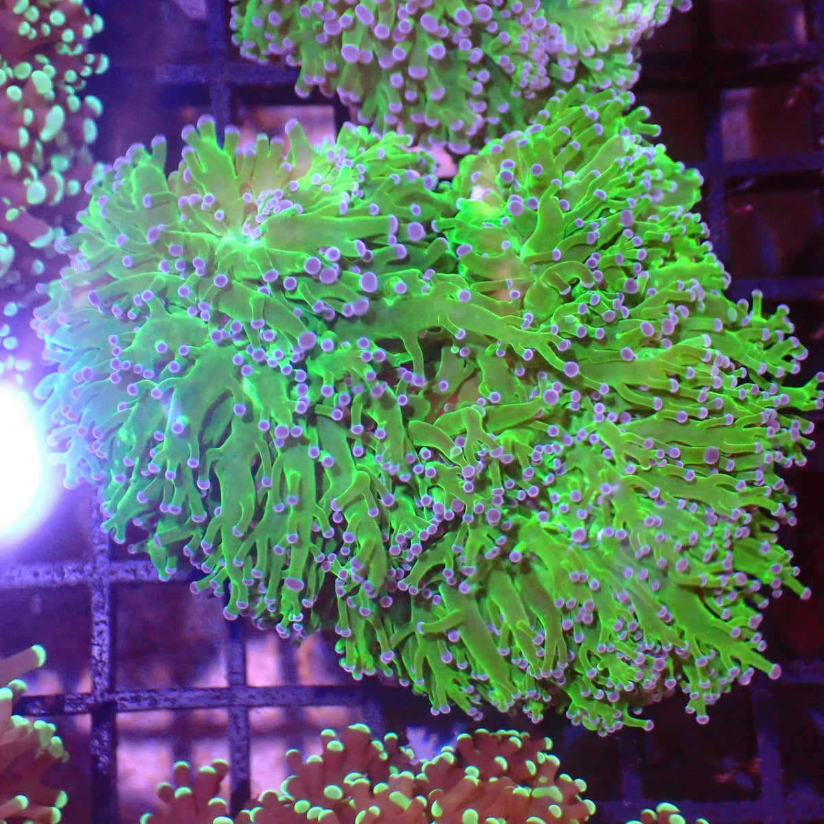 Euphyllia Divisa AA007 | Fimbriaphyllia divisa - Red Sea 15K