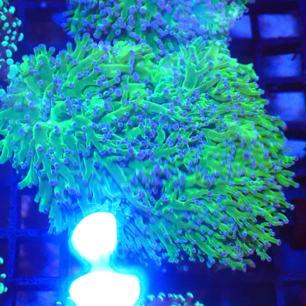Euphyllia Divisa AA007 | Fimbriaphyllia divisa - Red Sea 20K LED