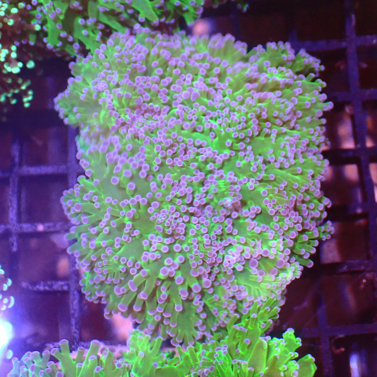 Euphyllia Divisa AA009 | Fimbriaphyllia divisa at ← Red Sea 15k