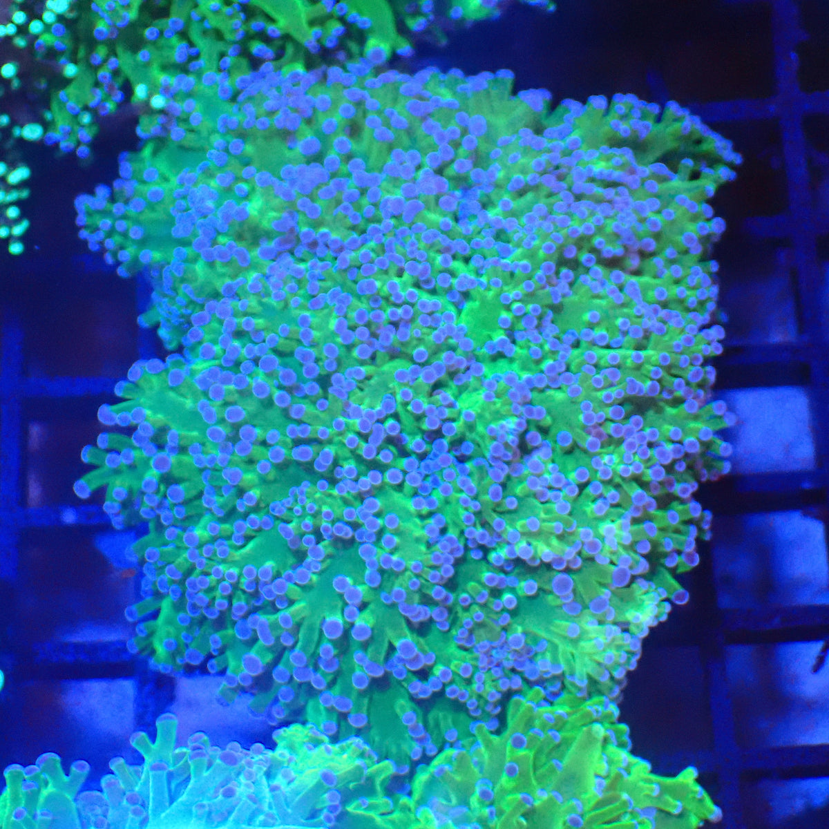 Euphyllia Divisa AA009 | Fimbriaphyllia divisa at Red Sea 20k →