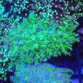 Euphyllia Divisa AA010 | Fimbriaphyllia divisa - Red Sea 20K LED
