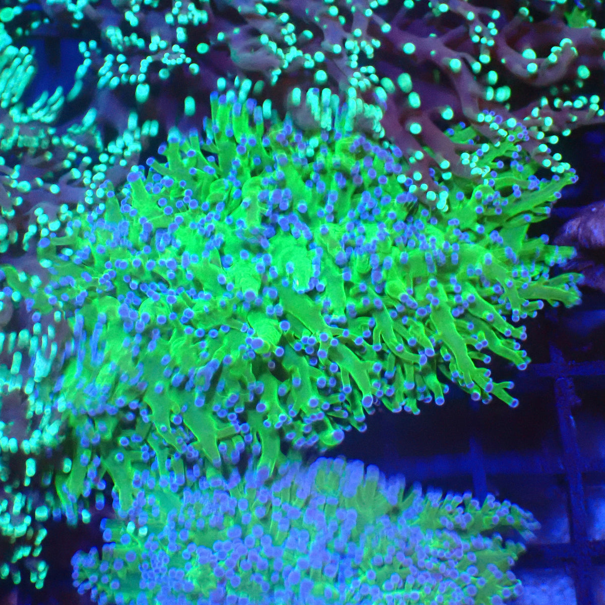 Euphyllia Divisa AA010 | Fimbriaphyllia divisa - Red Sea 20K LED