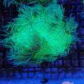 Elegance Coral AA001 | Catalaphyllia jardinei