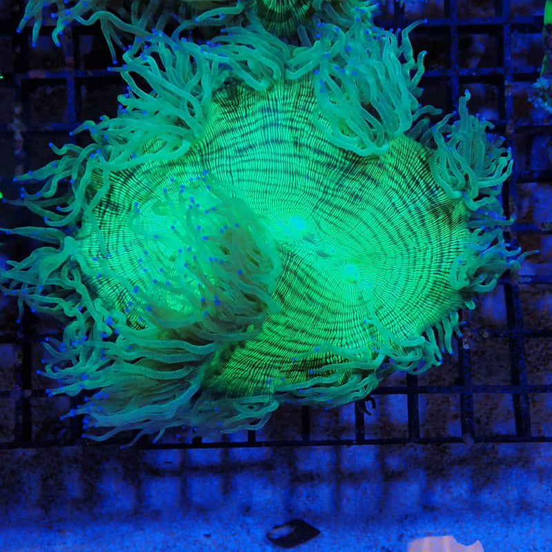 Elegance Coral AA01 Catalaphyllia jardinei EL8300001