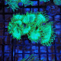 Elegance Coral AA003 | Catalaphyllia jardinei