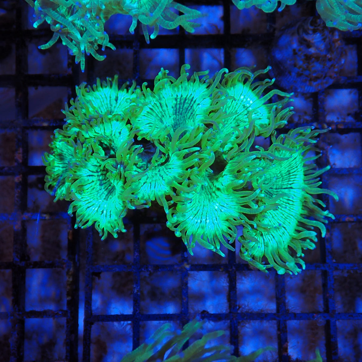 Elegance Coral AA003 | Catalaphyllia jardinei