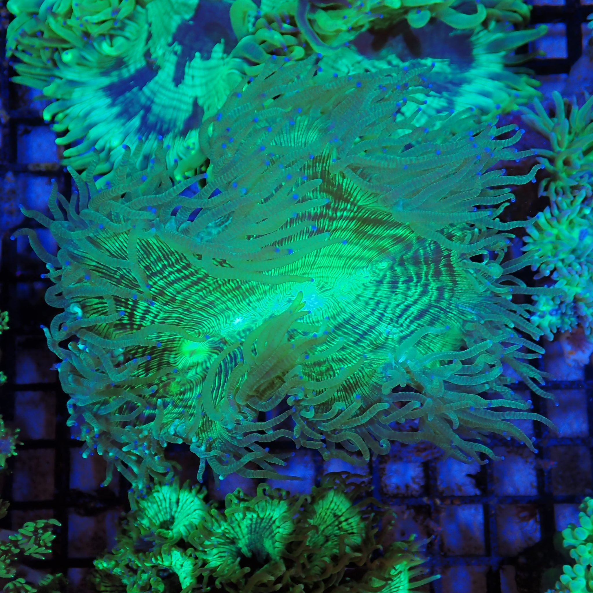 Elegance Coral AA004 | Catalaphyllia jardinei