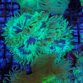 Elegance Coral AA005 | Catalaphyllia jardinei