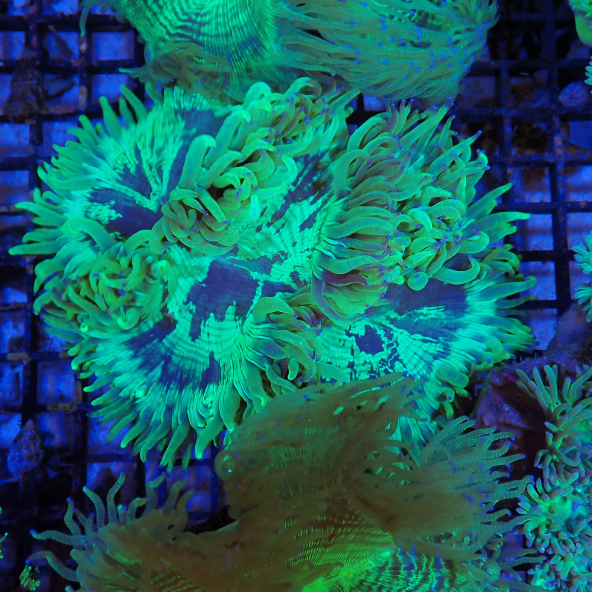 Elegance Coral AA005 | Catalaphyllia jardinei