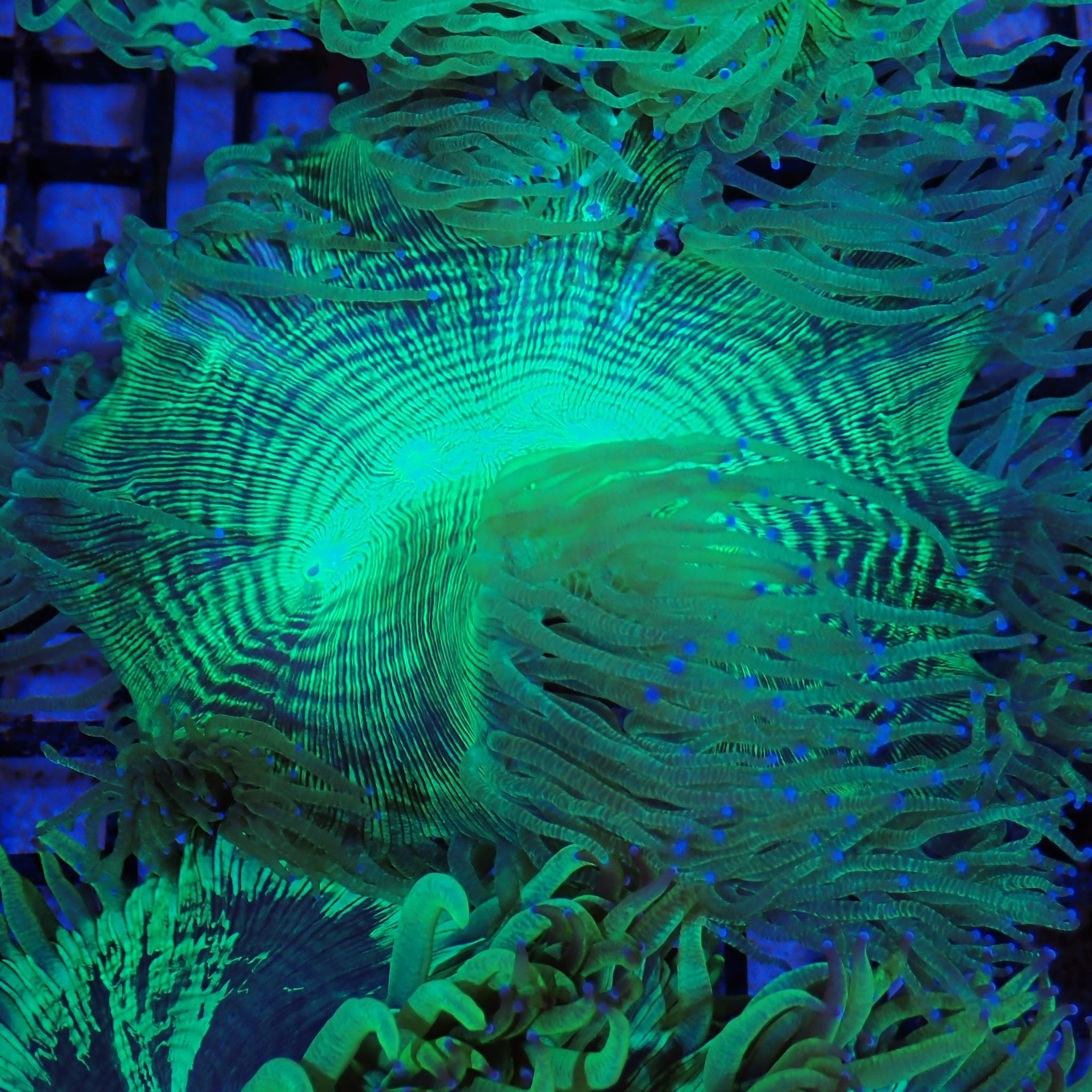 Elegance Coral AA006 | Catalaphyllia jardinei