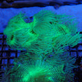 Elegance Coral AA007 | Catalaphyllia jardinei