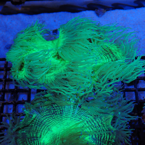 Elegance Coral AA007 | Catalaphyllia jardinei
