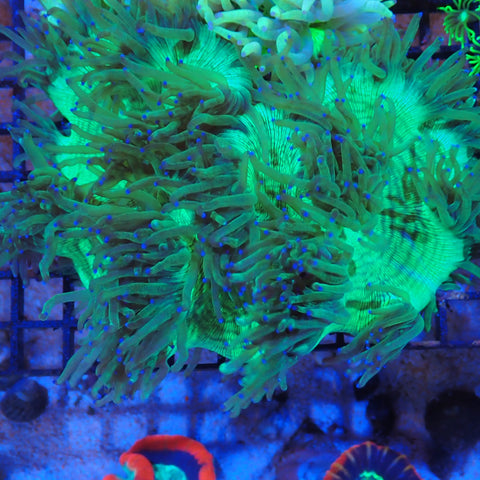 Elegance Coral AA002 | Catalaphyllia jardinei