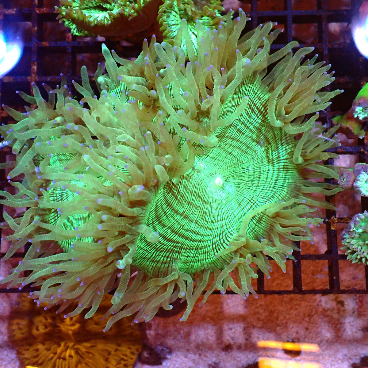 Elegance Coral AA001 | Catalaphyllia jardinei at ← Red Sea 15k