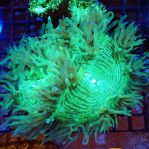 Elegance Coral AA001 | Catalaphyllia jardinei - Red Sea 20K LED