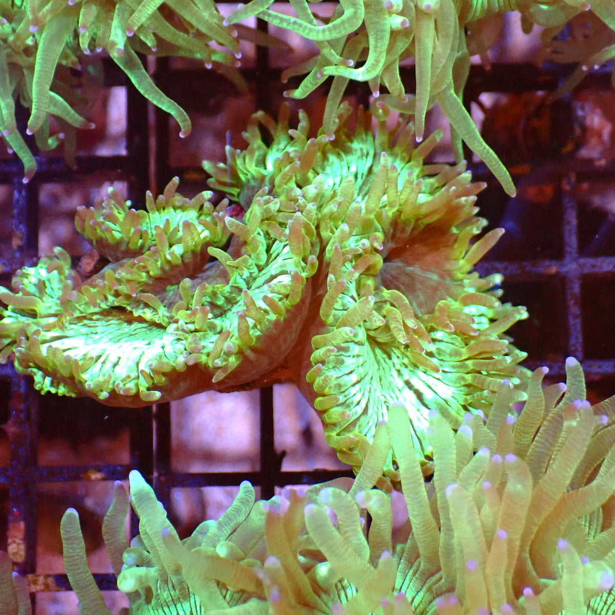 Elegance Coral AA002 | Catalaphyllia jardinei - Red Sea 15K