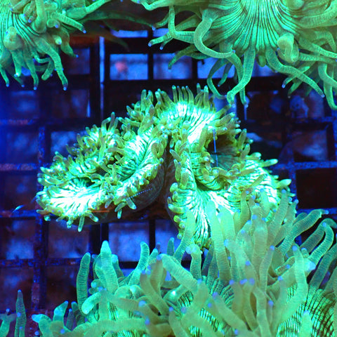 Elegance Coral AA002 | Catalaphyllia jardinei - Red Sea 20K LED