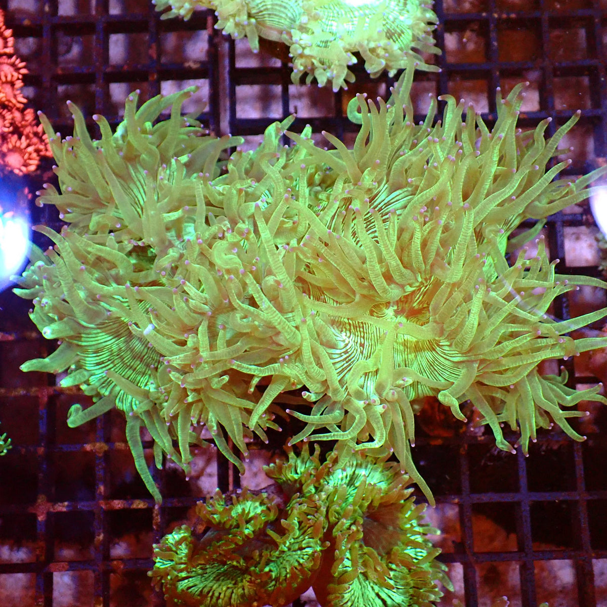 Elegance Coral AA003 | Catalaphyllia jardinei at ← Red Sea 15k