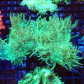 Elegance Coral AA003 | Catalaphyllia jardinei - Red Sea 20K LED