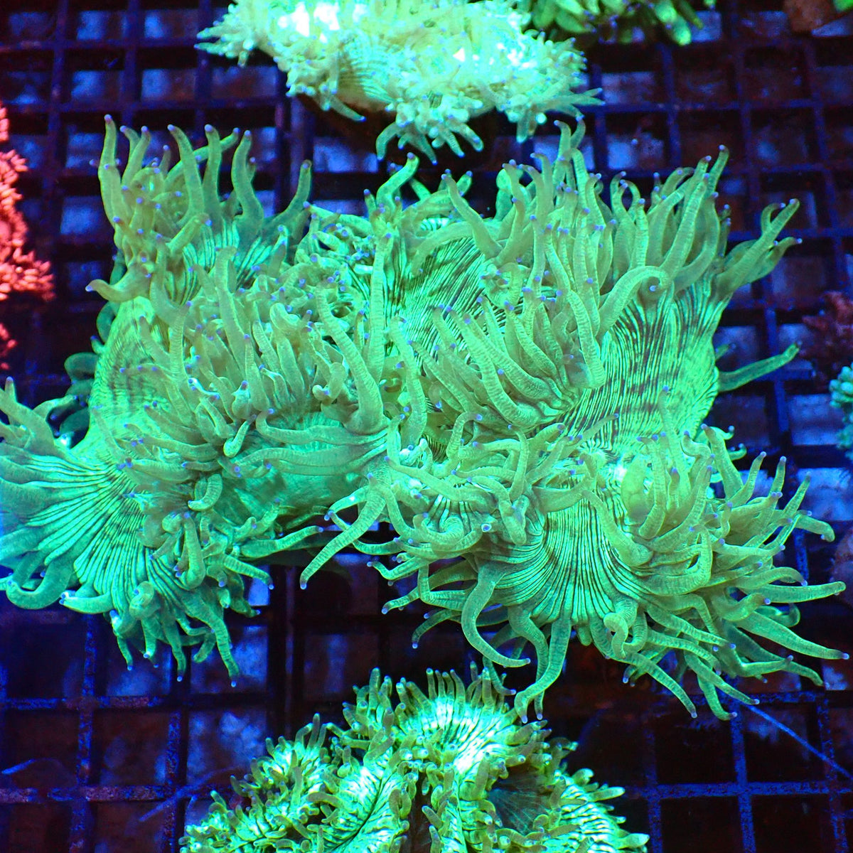 Elegance Coral AA003 | Catalaphyllia jardinei at Red Sea 20k →