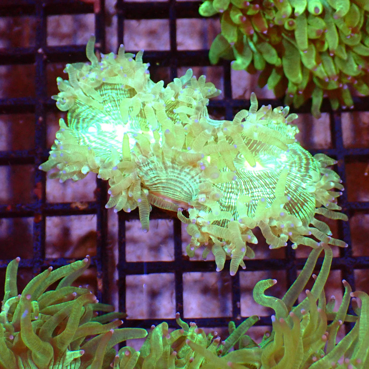 Elegance Coral AA004 | Catalaphyllia jardinei at ← Red Sea 15k