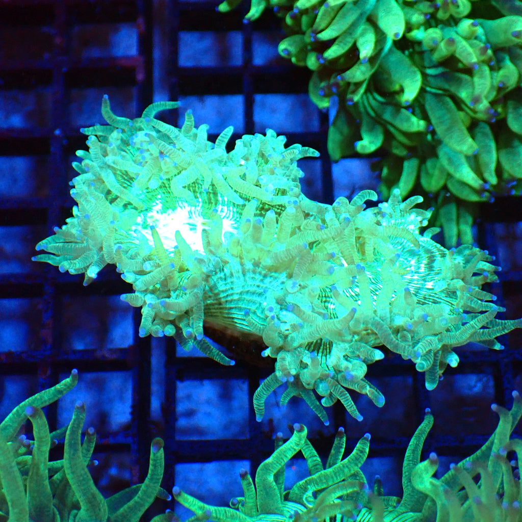Elegance Coral AA004 | Catalaphyllia jardinei - Red Sea 20K LED