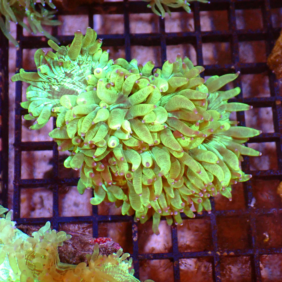 Elegance Coral AA005 | Catalaphyllia jardinei at ← Red Sea 15k