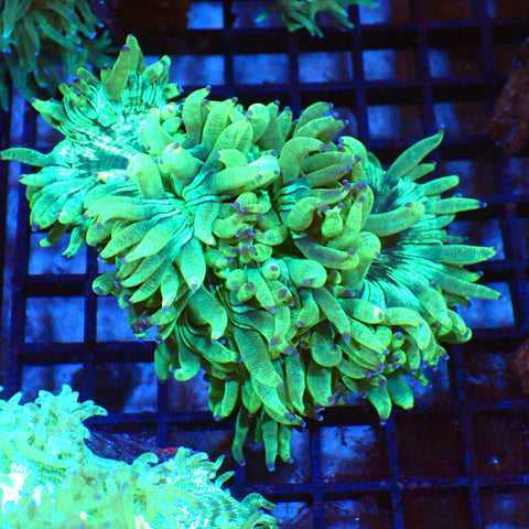 Elegance Coral AA005 | Catalaphyllia jardinei - Red Sea 20K LED