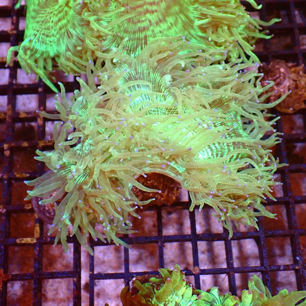 Elegance Coral AA006 | Catalaphyllia jardinei - Red Sea 15K
