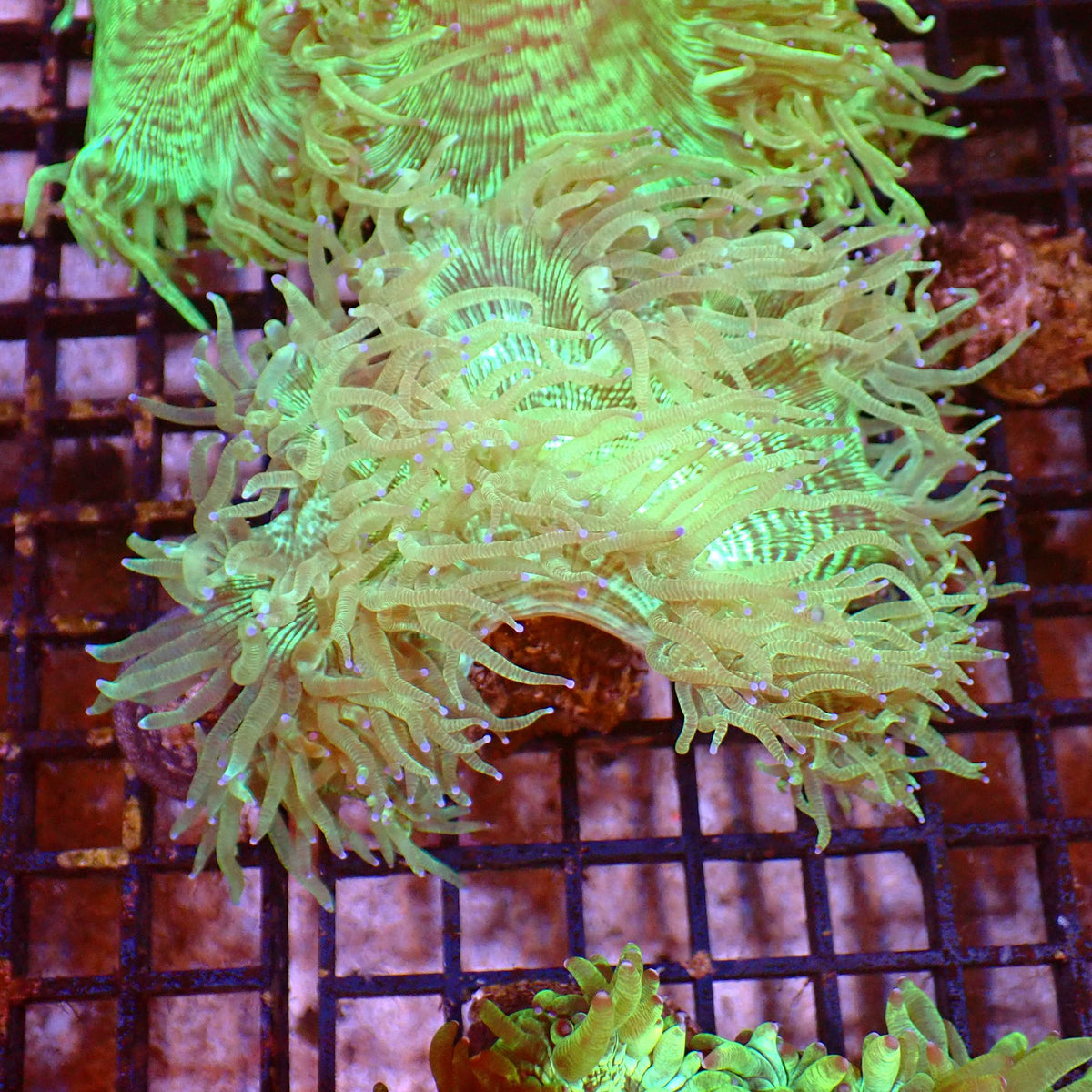 Elegance Coral AA006 | Catalaphyllia jardinei at ← Red Sea 15k