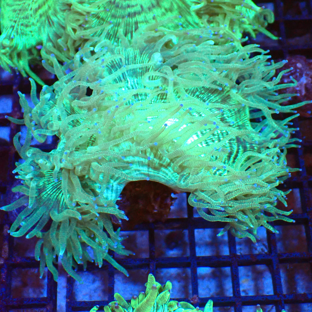 Elegance Coral AA006 | Catalaphyllia jardinei - Red Sea 20K LED
