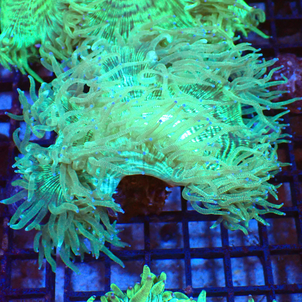 Elegance Coral AA006 | Catalaphyllia jardinei - Red Sea 20K LED