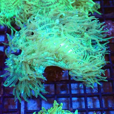 Elegance Coral AA006 | Catalaphyllia jardinei - Red Sea 20K LED
