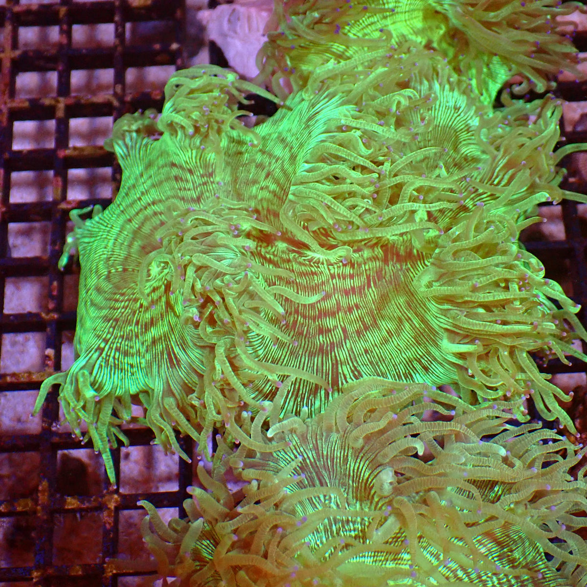 Elegance Coral AA007 | Catalaphyllia jardinei - Red Sea 15K