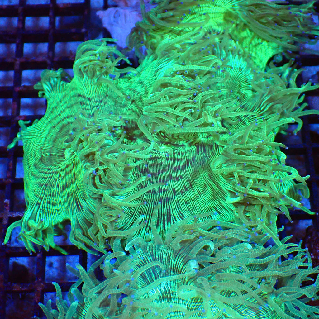 Elegance Coral AA007 | Catalaphyllia jardinei - Red Sea 20K LED