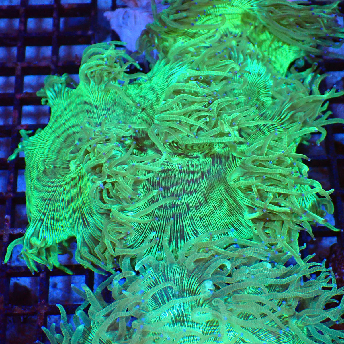 Elegance Coral AA007 | Catalaphyllia jardinei at Red Sea 20k →