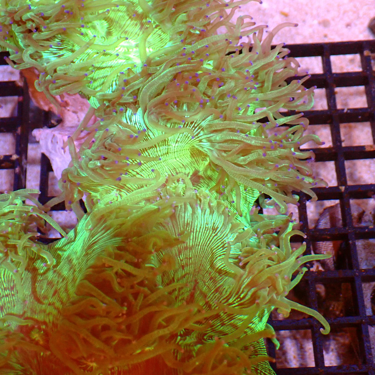 Elegance Coral AA008 | Catalaphyllia jardinei - Red Sea 15K