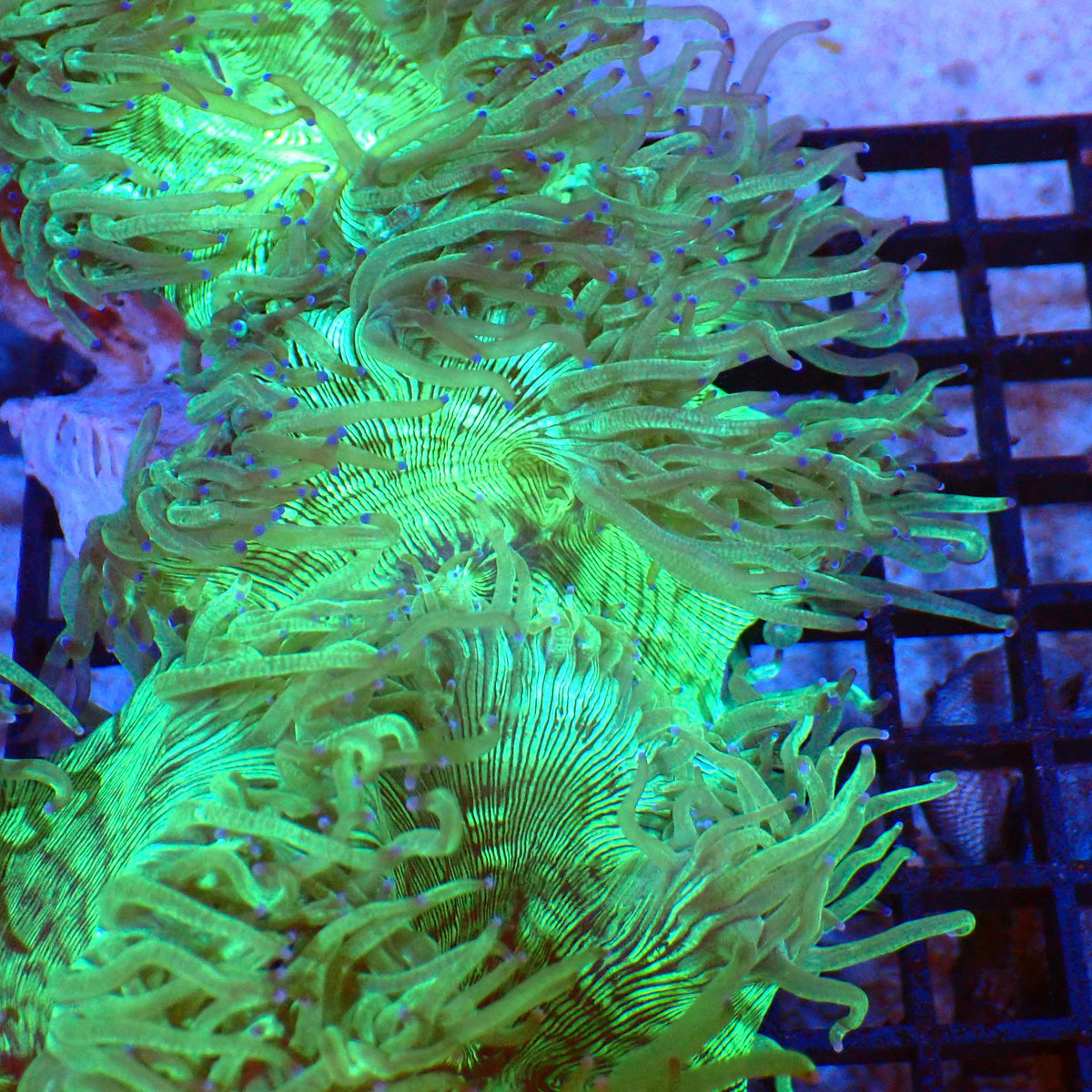 Elegance Coral AA008 | Catalaphyllia jardinei - Red Sea 20K LED