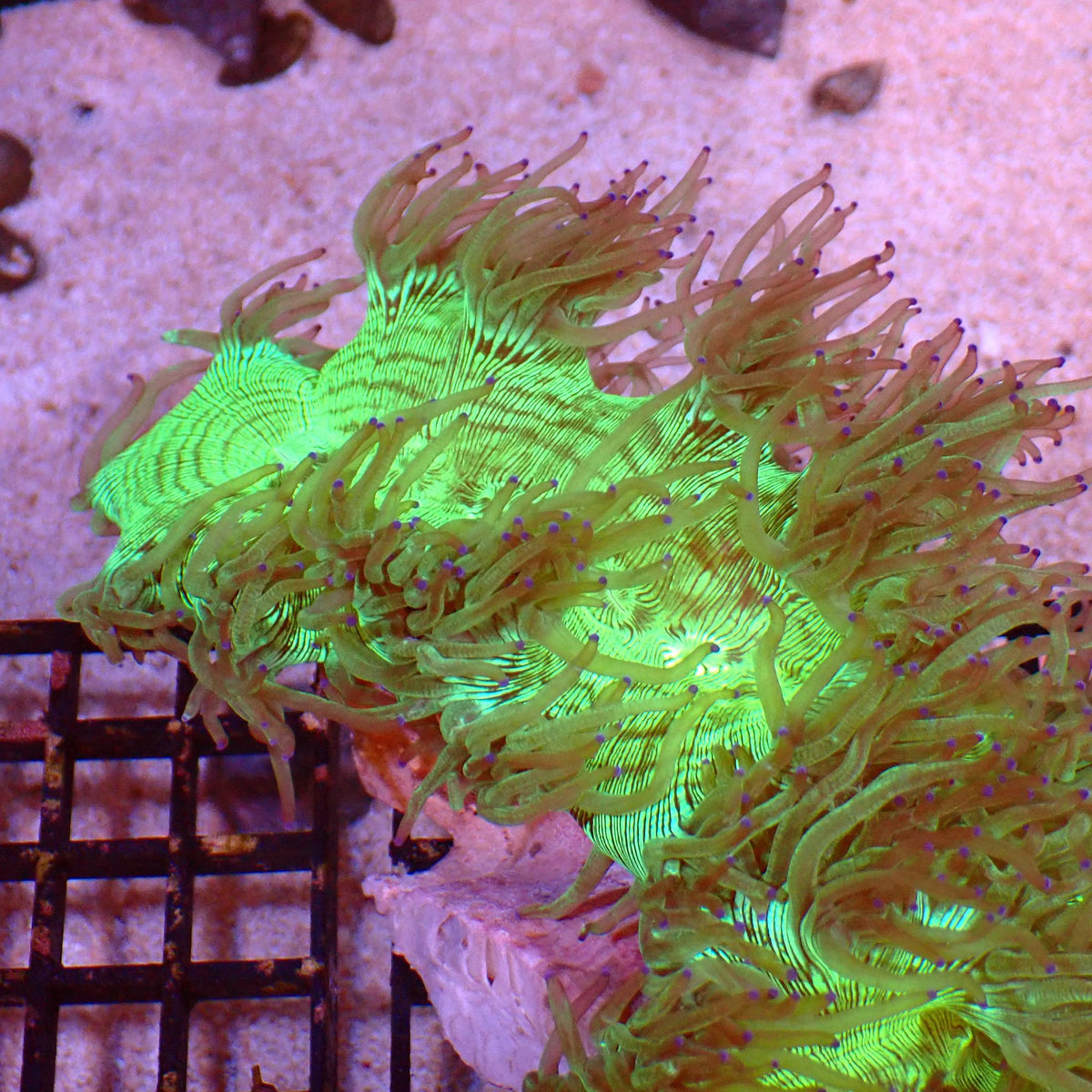 Elegance Coral AA009 | Catalaphyllia jardinei - Red Sea 15K