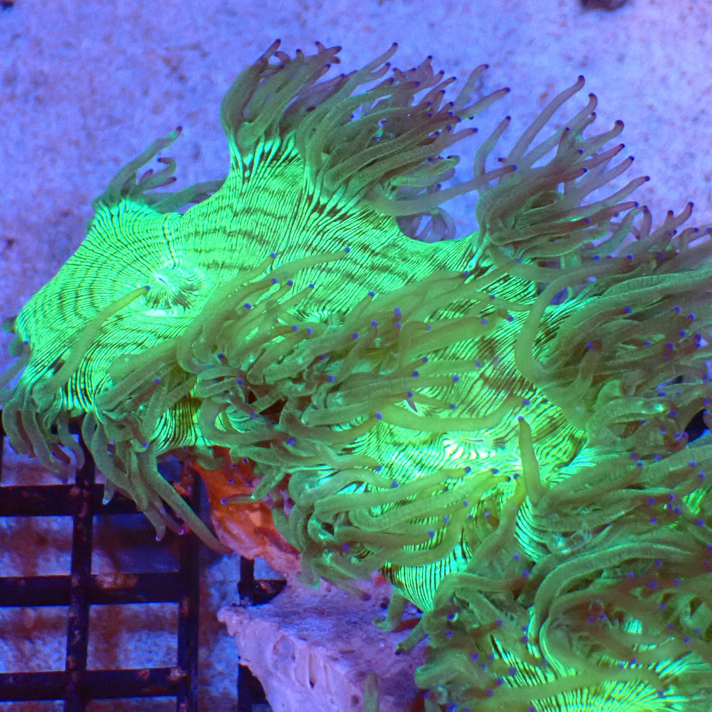 Elegance Coral AA009 | Catalaphyllia jardinei - Red Sea 20K LED