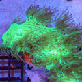 Elegance Coral AA009 | Catalaphyllia jardinei - Red Sea 20K LED
