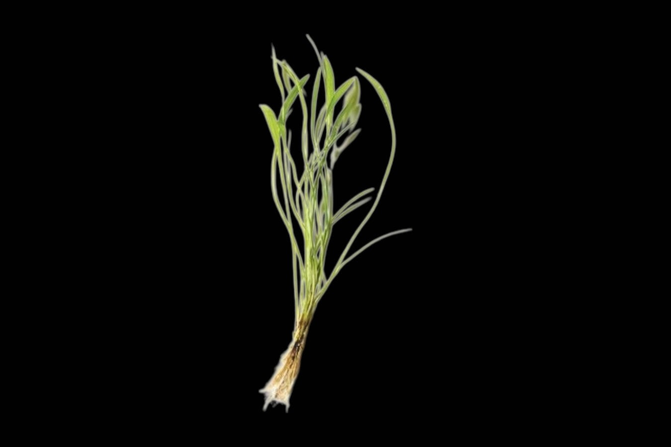 E. Ozelot Red