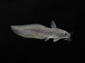 Eel-tail Catfish