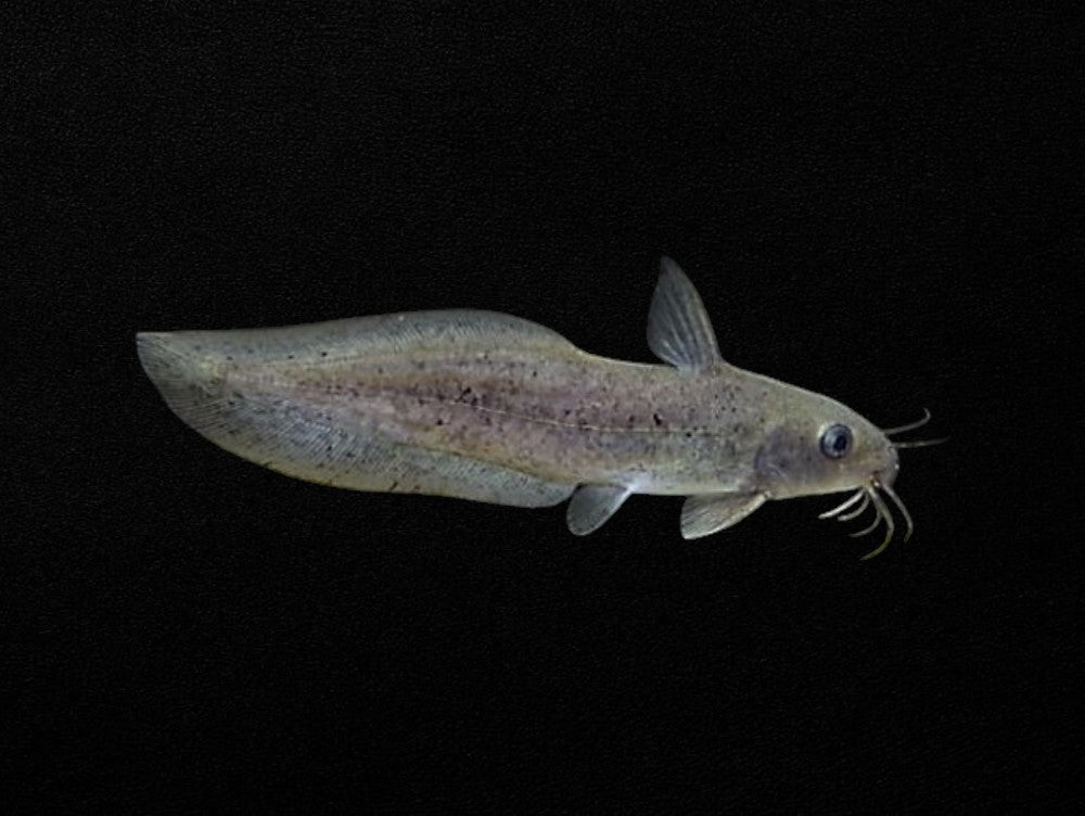 Eel-tail Catfish