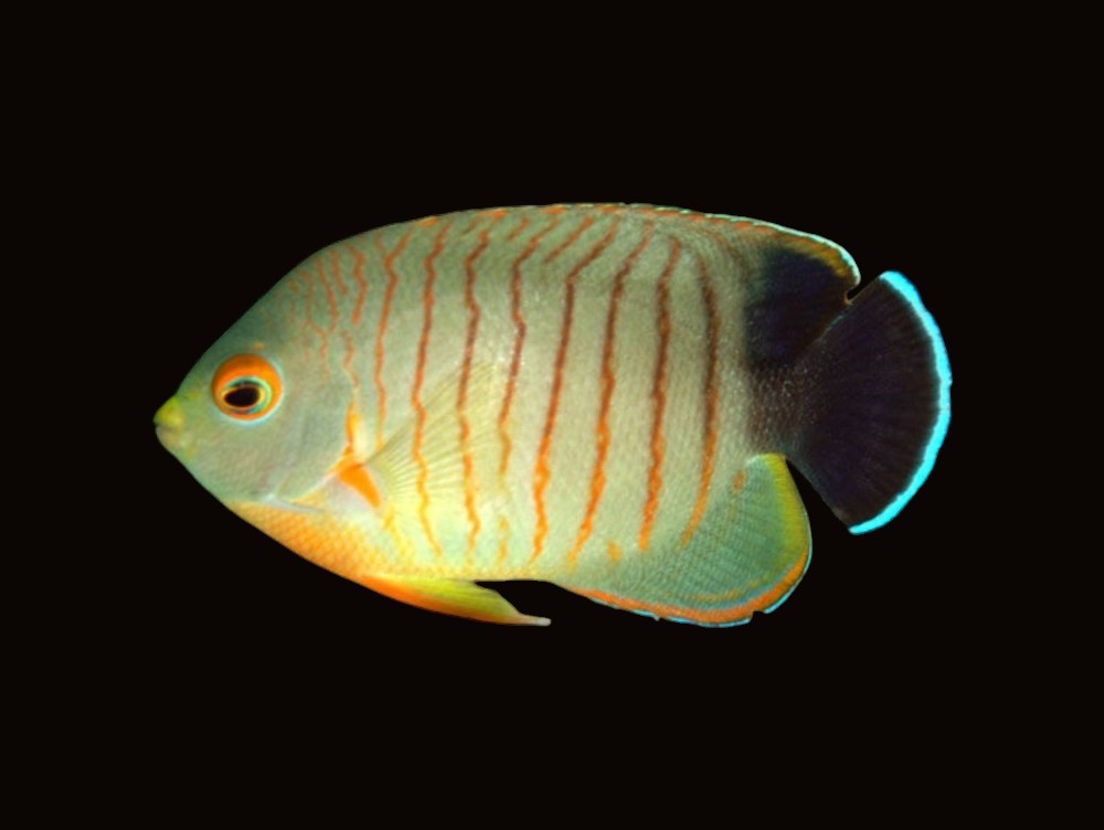 Eibli Angelfish | Centropyge eibli
