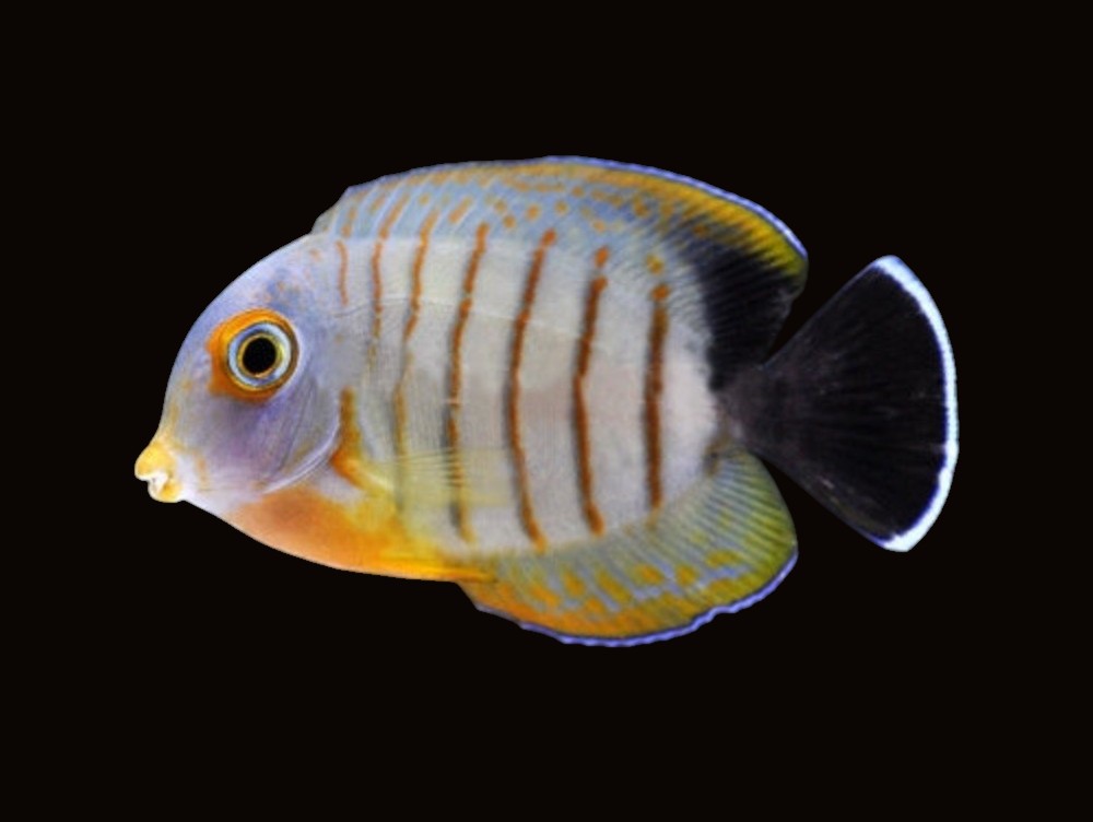 Eibli Mimic Tang | Acanthurus pyroferus