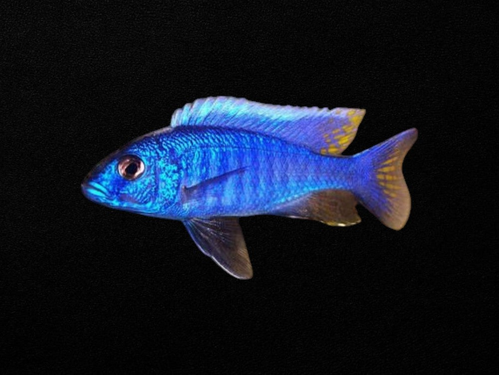 Electric Blue